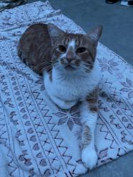 Lost Male Cat last seen Near S 3rd Ave, usually near those apmts, Sioux Falls, SD 57104