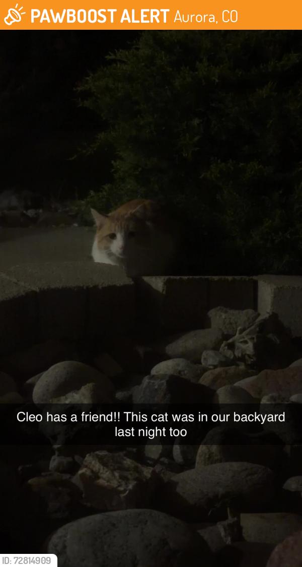 Found/Stray Unknown Cat last seen Ponderosa elementary school , Aurora, CO 80012