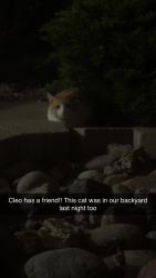 Found/Stray Unknown Cat last seen Ponderosa elementary school , Aurora, CO 80012