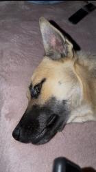Lost Male Dog last seen Huehuetoca, Santiago, N.L. 66428