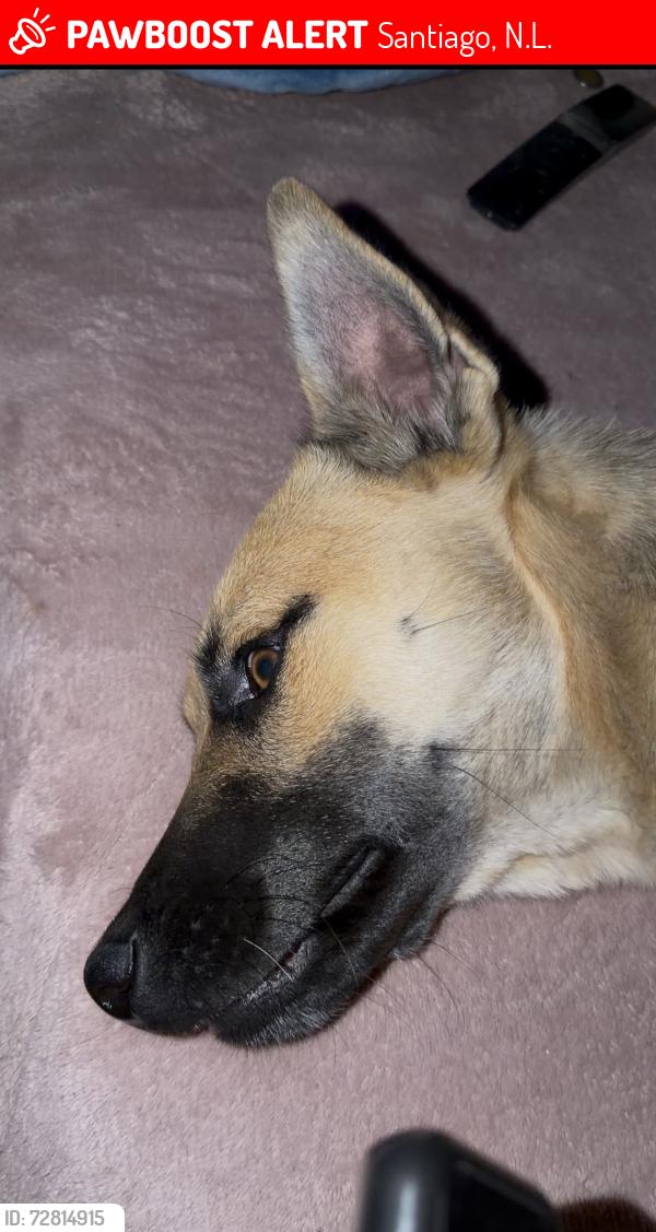 Lost Male Dog last seen Huehuetoca, Santiago, N.L. 66428