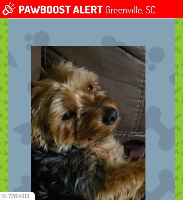 Lost Male Dog last seen Werts st, augusta st, Greenville, SC 29605