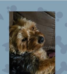 Lost Male Dog last seen Werts st, augusta st, Greenville, SC 29605