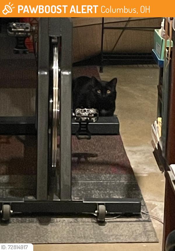 Found/Stray Unknown Cat last seen Sunbury and McCutcheon Rd, Columbus, OH 43219