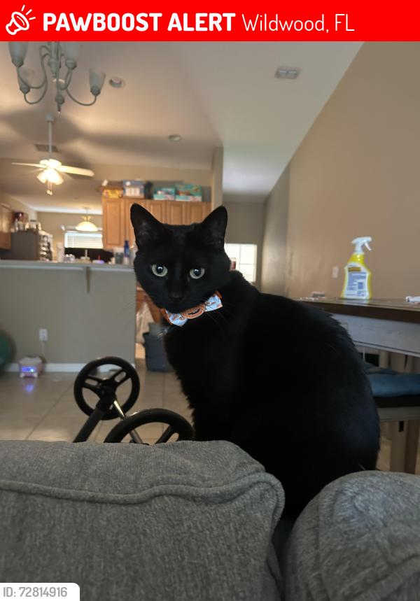 Lost Female Cat last seen Regetta blvd, Wildwood, FL 34484