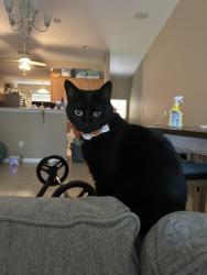 Lost Female Cat last seen Regetta blvd , Wildwood, FL 34484