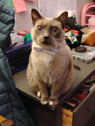 Lost Male Cat last seen 169th and Sunnyside , Happy Valley, OR 97086