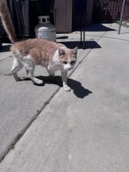 Found/Stray Female Cat last seen Amar & Azusa, La Puente, CA 91744