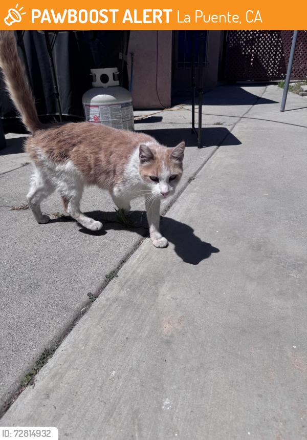 Found/Stray Female Cat last seen Amar & Azusa, La Puente, CA 91744