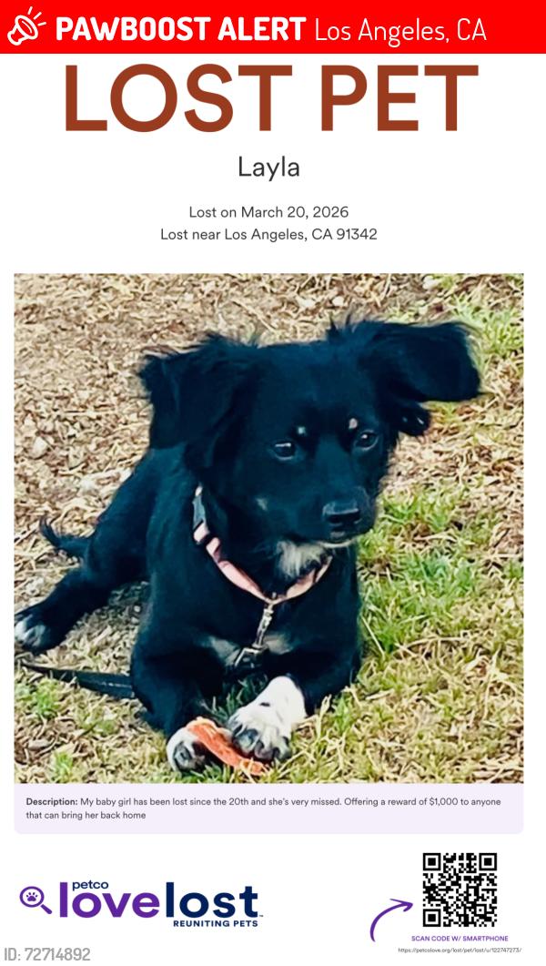 Lost Female Dog last seen Roxford and foothill, Los Angeles, CA 91342