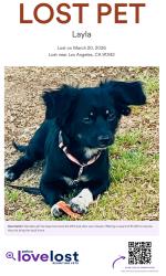 Lost Female Dog last seen Roxford and foothill, Los Angeles, CA 91342