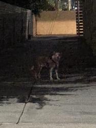 Found/Stray Unknown Dog last seen Del Rosa Ave mountain ave , San Bernardino, CA 92404