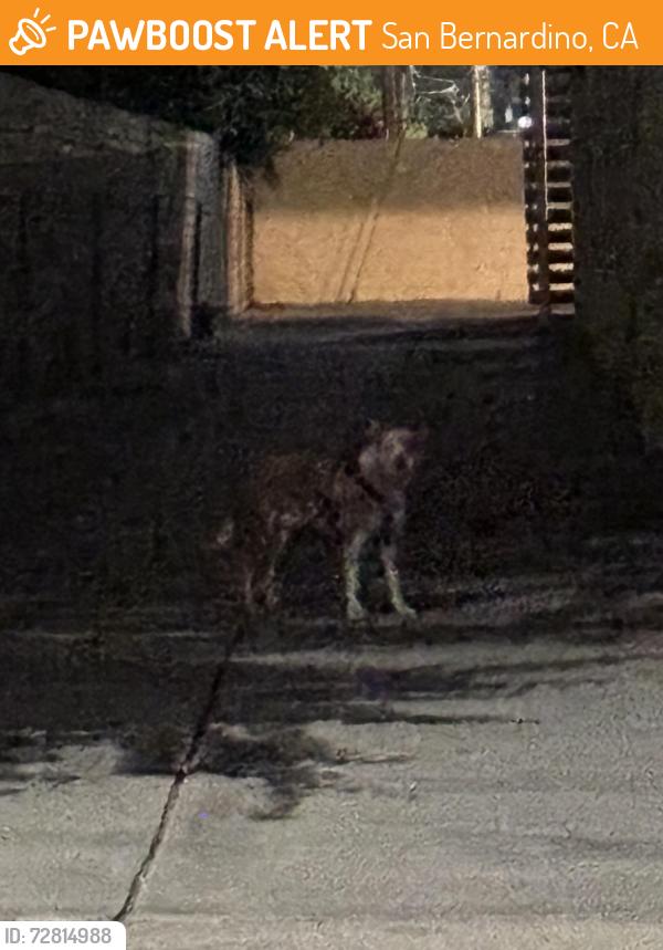 Found/Stray Unknown Dog last seen Del Rosa Ave mountain ave , San Bernardino, CA 92404