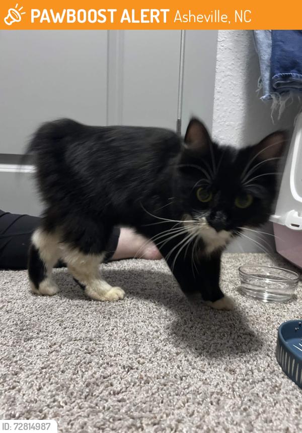 Found/Stray Female Cat last seen The District apmts, Asheville, NC 28803