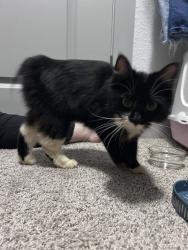 Found/Stray Female Cat last seen The District apmts, Asheville, NC 28803