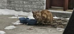 Lost Male Cat last seen Corner house on 91st avenue and Lefferts blvd , Queens, NY 11418