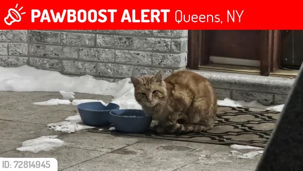 Lost Male Cat last seen Corner house on 91st avenue and Lefferts blvd, Queens, NY 11418