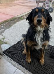 Found/Stray Unknown Dog last seen Old Stage Rd, Salinas, CA 93905