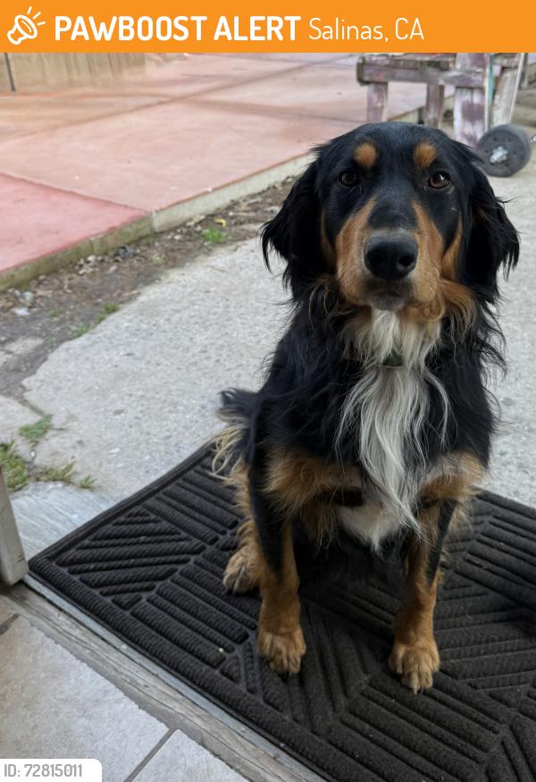 Found/Stray Unknown Dog last seen Old Stage Rd, Salinas, CA 93905