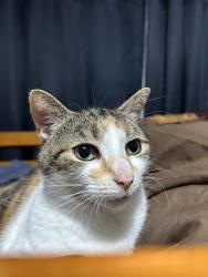 Lost Female Cat last seen Williamsburg public school , Kitchener, ON N2E