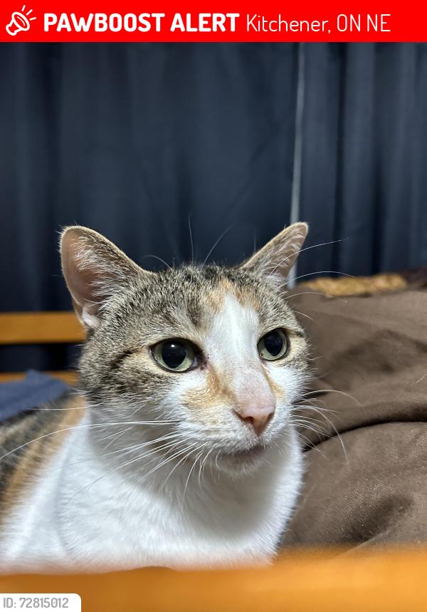 Lost Female Cat last seen Williamsburg public school , Kitchener, ON N2E