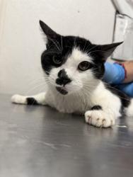 Shelter Stray Male Cat last seen DORJIL X LINCOLN, San Bernardino, CA 92401