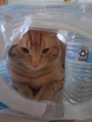Lost Male Cat last seen Near s canyon road, station 61, Spanish Fork, UT 84660