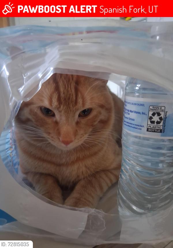 Lost Male Cat last seen Near s canyon road, station 61, Spanish Fork, UT 84660
