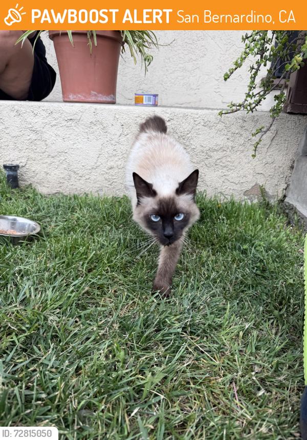 Found/Stray Female Cat last seen Wall St & 16 St, San Bernardino, CA 92415