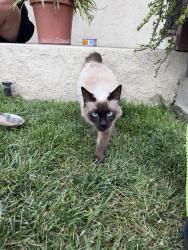 Found/Stray Female Cat last seen Wall St & 16 St, San Bernardino, CA 92415