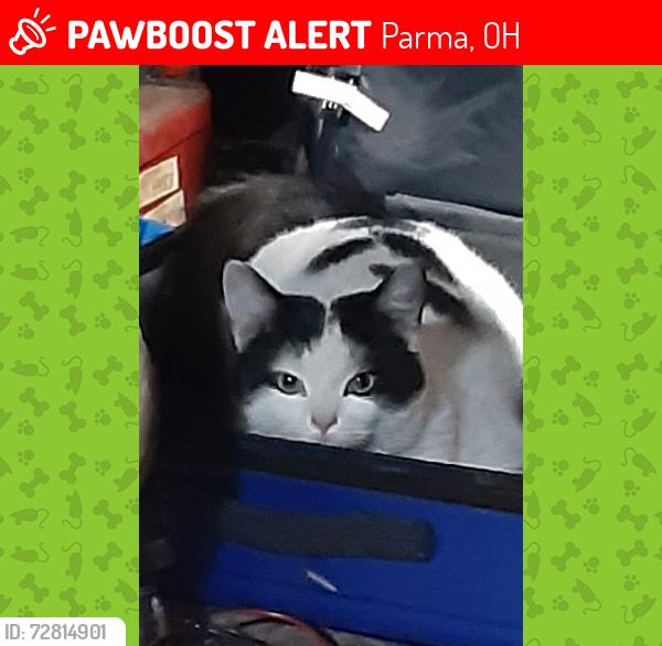 Lost Male Cat last seen Westminster and Kenton, Parma, OH 44129