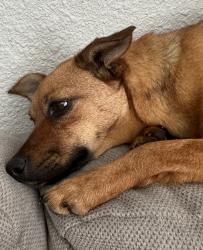 Lost Female Dog last seen Boot barn , Tulsa, OK 74145