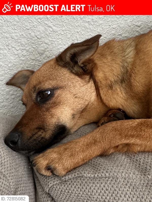 Lost Female Dog last seen Boot barn , Tulsa, OK 74145
