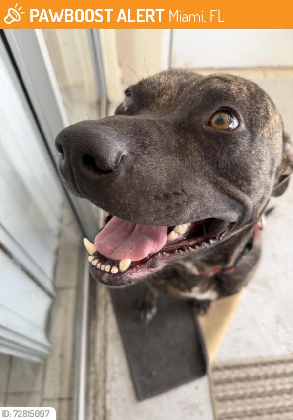 Found/Stray Male Dog last seen Airport / Miami River, Miami, FL 33131