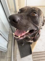 Found/Stray Male Dog last seen Airport / Miami River, Miami, FL 33131