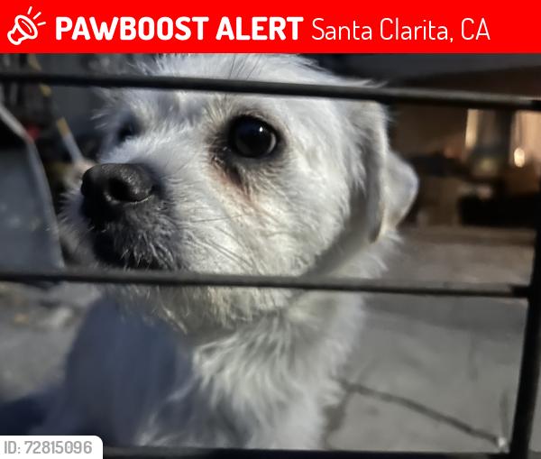 Lost Male Dog last seen Near beaver st sylmar ca, Santa Clarita, CA 91387