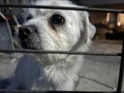 Lost Male Dog last seen Near beaver st sylmar ca, Santa Clarita, CA 91387