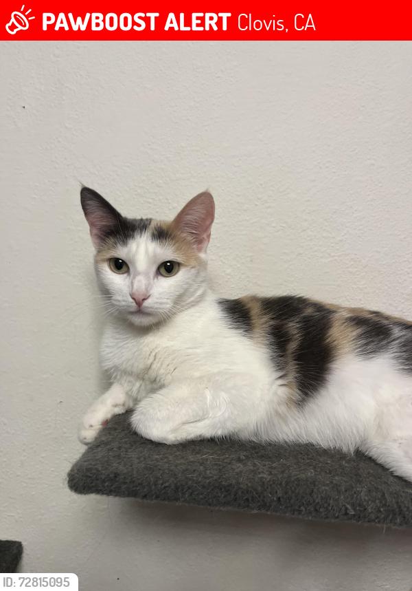 Lost Female Cat last seen Gettysburg and Villa, Clovis, CA 93612