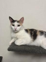 Lost Female Cat last seen Gettysburg and Villa, Clovis, CA 93612