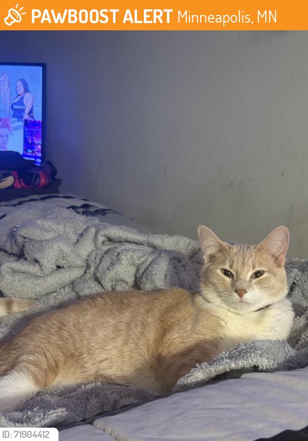 Found/Stray Female Cat last seen Near pillsbury ave south , Minneapolis, MN 55402