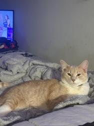 Found/Stray Female Cat last seen Near pillsbury ave south , Minneapolis, MN 55402