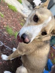 Found/Stray Female Dog last seen Citrus & Randall , Fontana, CA 92335