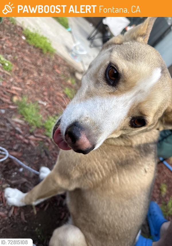Found/Stray Female Dog last seen Citrus & Randall , Fontana, CA 92335