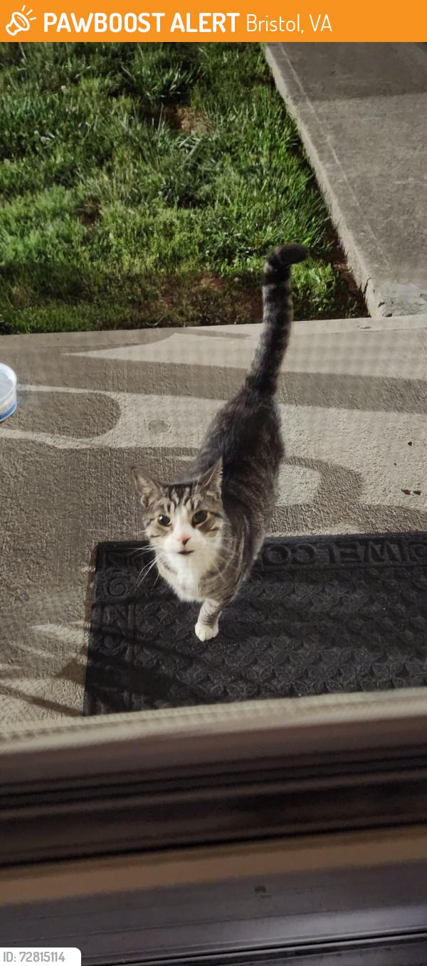 Found/Stray Unknown Cat last seen Randolph St, Bristol, VA 24201