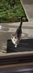 Found/Stray Unknown Cat last seen Randolph St, Bristol, VA 24201