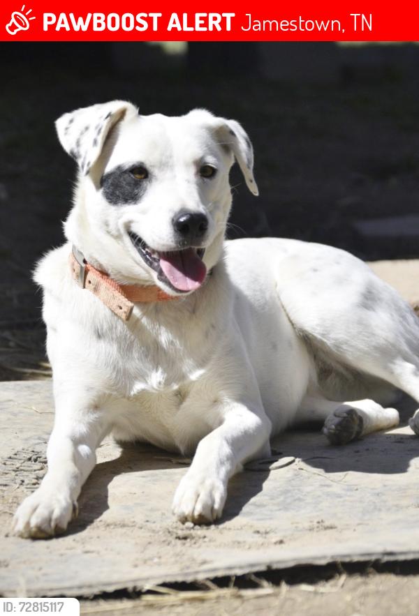 Lost Female Dog last seen Remington Rd., Jamestown, TN 38556