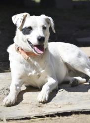 Lost Female Dog last seen Remington Rd., Jamestown, TN 38556