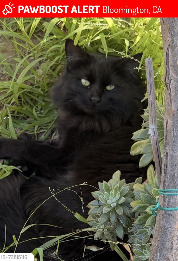 Lost Male Cat last seen Palmetto Avenue, Encina Ave, Bloomington, CA 92316