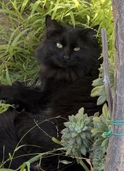 Lost Male Cat last seen Palmetto Avenue, Encina Ave, Bloomington, CA 92316