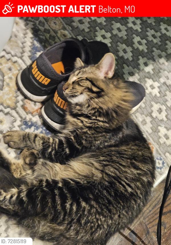 Lost Male Cat last seen 157th st and white ave, Belton, MO 64012